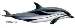 dolfijn tekening 1