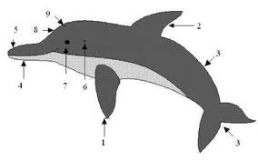 dolfijn tekening 2